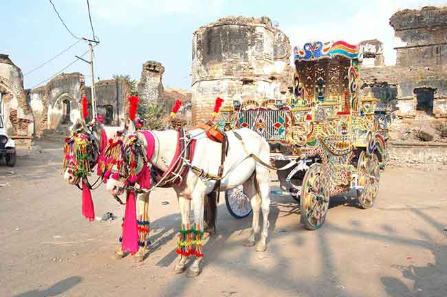 Wedding White Horse on Rent